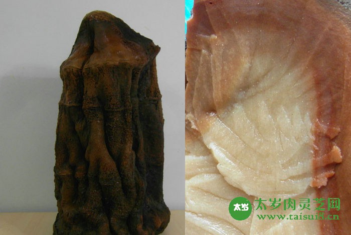 太歲肉靈芝多少錢1斤？農民撿到140斤太歲價值百萬