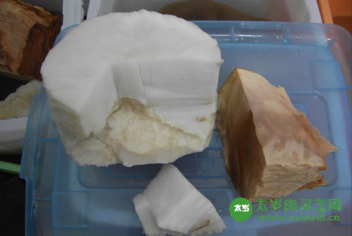 2022年太歲肉靈芝價格多少錢？