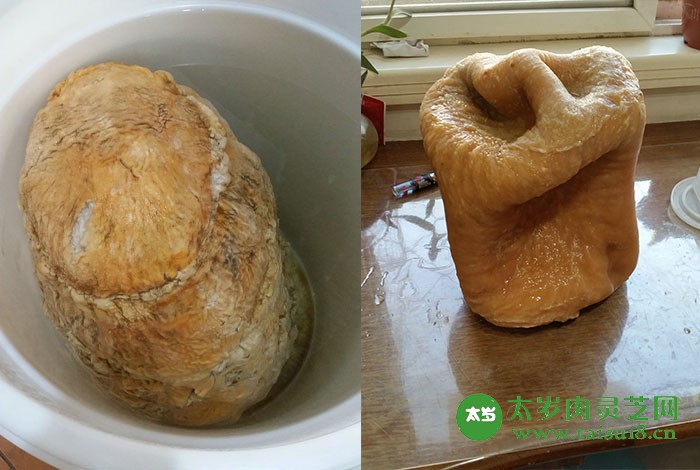 太歲疑云-中央電視臺帶您走進科學揭秘肉靈芝是什么？