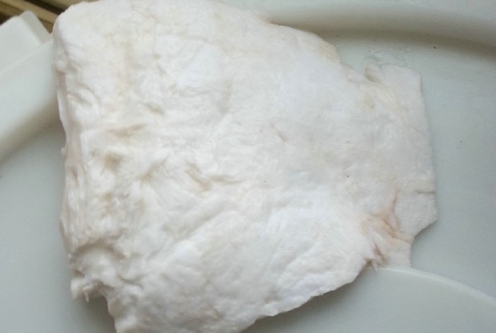 肉靈芝嘗試著養殖