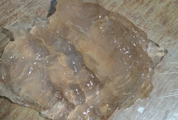 野生太歲靈芝肉的價格為何如此昂貴