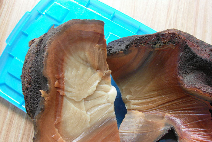 什么是肉芝？肉芝養殖