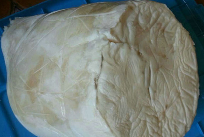 野生白靈芝肉的價格貴，但是具有收藏價值